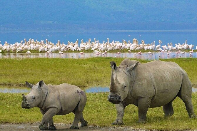 4 day Group Safari To Maasai Mara and L. Nakuru Park by 4x4 jeep - Final Thoughts