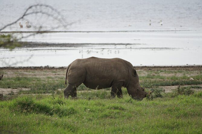 4-Day Group Safari to Maasai Mara & Lake Nakuru- 4 x 4 jeep - Why This Safari Catches the Eye