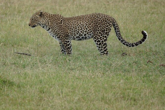 4-Day Group Safari to Maasai Mara & Lake Nakuru- 4 x 4 jeep - What Travelers Say About This Safari