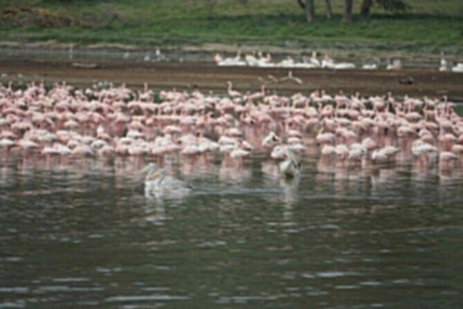 4-Day Group Safari to Maasai Mara & Lake Nakuru- 4 x 4 jeep - Price and Value Analysis