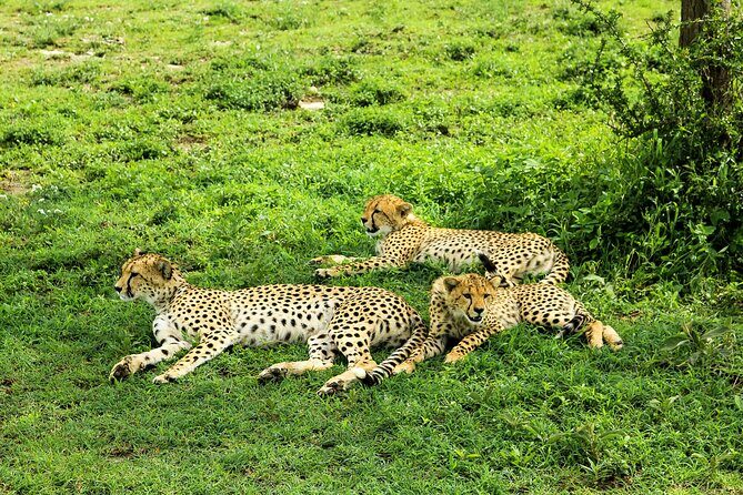 4-Day Group Safari to Tarangire, Serengeti & Ngorongoro Crater - Practical Considerations