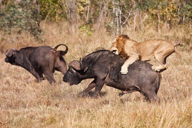 4-Day Group Safari to Tarangire, Serengeti & Ngorongoro Crater - The Sum Up