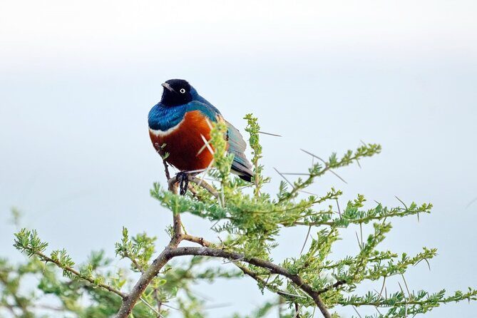 4 Day Group Tour to Maasai Mara and Lake Nakuru by a 4WD Cruiser - Day 1: Nairobi to Maasai Mara – The Gateway to Wildlife
