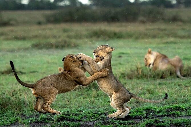 4 Day Group Tour to Maasai Mara and Lake Nakuru by a 4WD Cruiser - What Sets This Tour Apart?