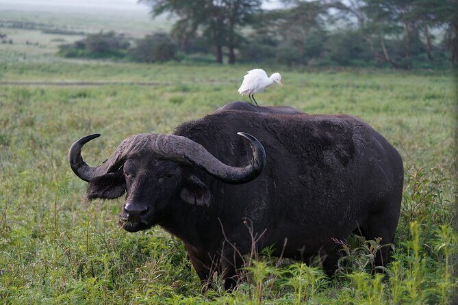 4 Day Group Tour to Maasai Mara and Lake Nakuru by a 4WD Cruiser - Real Insights from Reviewers