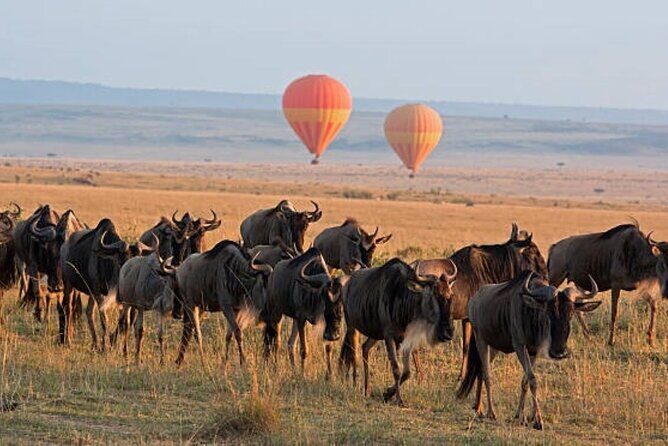 4 Day Group Tour to Maasai Mara and Lake Nakuru by a 4WD Cruiser - The Sum Up: Is This Tour Worth It?