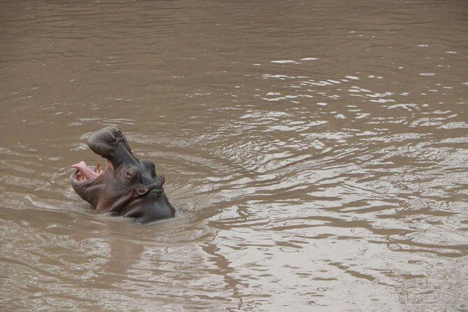 4-Day Group Tour to Tarangire, Serengeti, Ngorongoro - Lodge - Final Thoughts