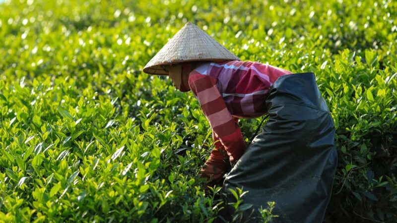 4 Day Guided Tour From Monasteries to Forts in Dharamshala - Exploring the Itinerary in Depth