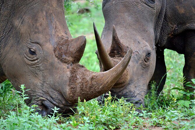 4-Day Hluhluwe Imfolozi and St Lucia Safari from Durban - Introduction  