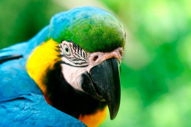 4-day-jungle-of-peru-tambopata-nature-reserve