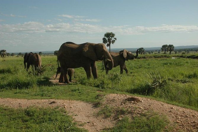 4-Day Kidepo Valley National Park Flight Safari (Luxury) - Day 1: From City to Wilderness in Style