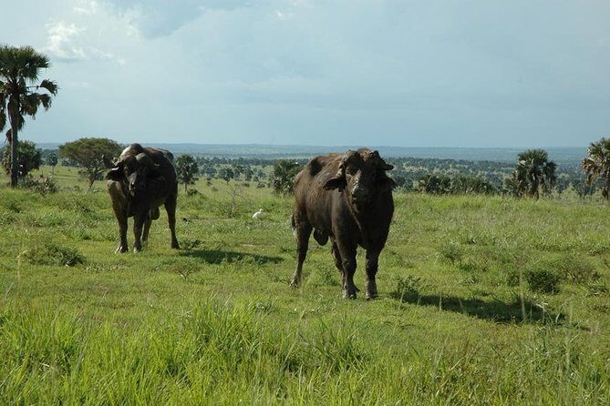 4-Day Kidepo Valley National Park Flight Safari (Luxury) - The Practical Side: What’s Included and What to Consider