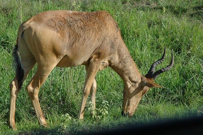 4-Day Kidepo Valley National Park Flight Safari (Luxury) - Frequently Asked Questions