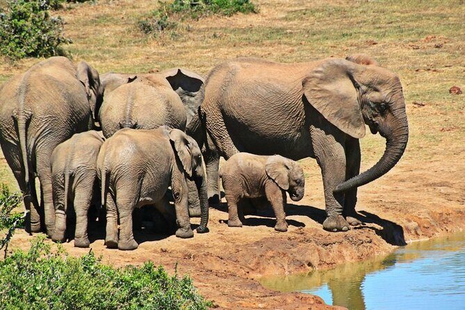 4 Day Kruger National Park and Panorama Tour from Johannesburg - Exploring the Iconic Kruger National Park