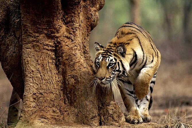 4-Day Kruger National Park & Panorama Route Tented Safari - A Closer Look at the 4-Day Kruger & Panorama Route Safari