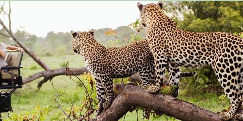 4 Day Kruger National Park Private Safari From Johannesburg - 4 Day Kruger National Park Private Safari From Johannesburg: An In-Depth Look