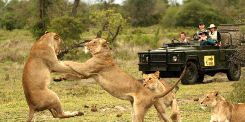 4 Day Kruger National Park Private Safari From Johannesburg - Who Will Love This Safari?