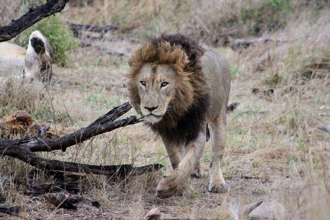 4 Day Kruger National Park Tour - Transportation & Guides