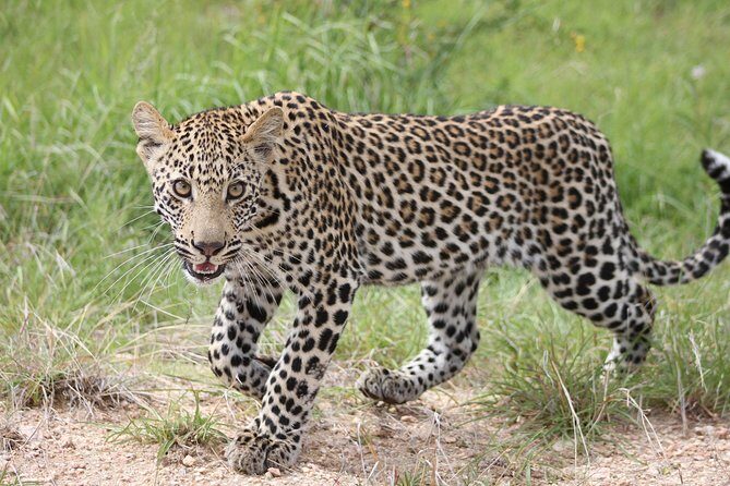 4 Day Kruger National Park Tour - What Sets This Tour Apart?