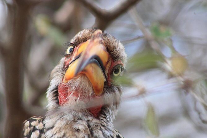4 Day Kruger National Park Tour - The Sum Up