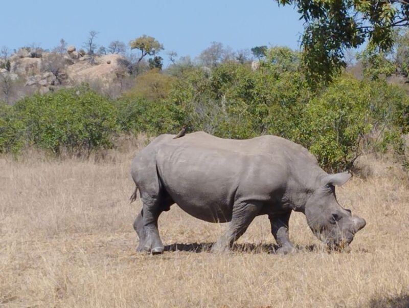 4 Day Kruger Park Safari and Panorama Route - Key Points