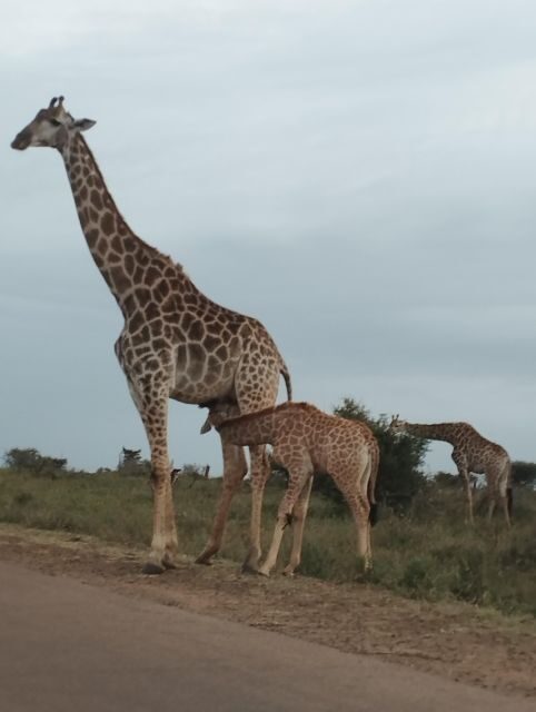 4 Day Kruger Park Safari and Panorama Route - An In-Depth Look at the 4-Day Kruger and Panorama Route Tour