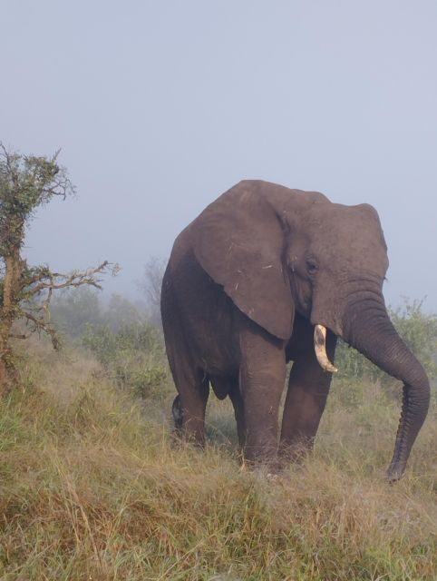 4 Day Kruger Park Safari and Panorama Route - Authentic Experiences from Reviews