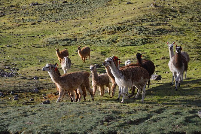 4-day-lares-trek-to-machu-picchu-private-service
