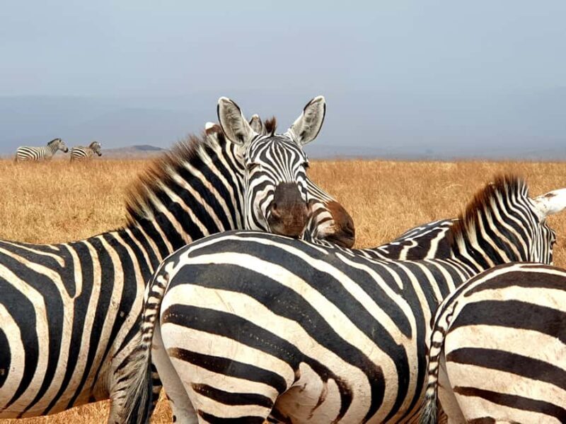 4-Day Last-Minute Safari to Lake Manyara, - 4-Day Last-Minute Safari to Lake Manyara, Serengeti, and Ngorongoro
