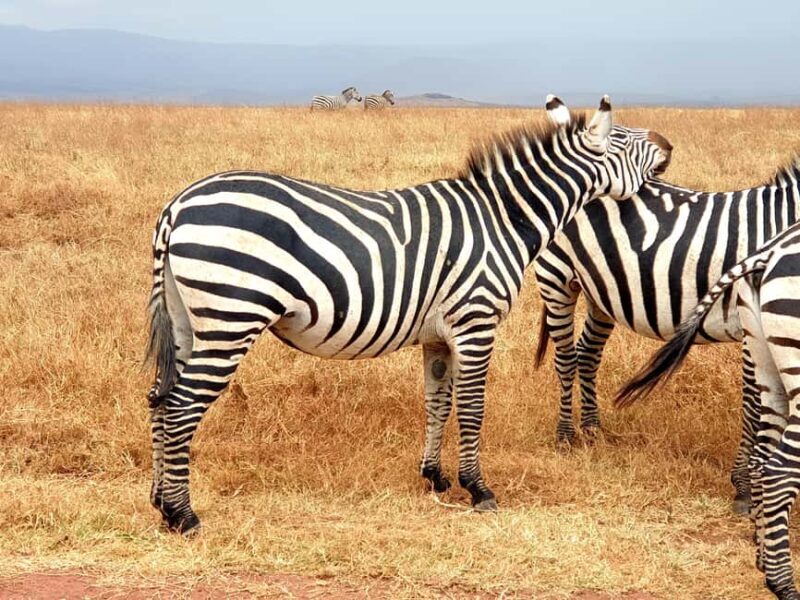 4-Day Last-Minute Safari to Lake Manyara, - The Practical Details