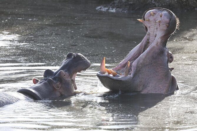 4-Day Lodge Private Tour to Tarangire, Serengeti and Ngorongoro - Final Thoughts