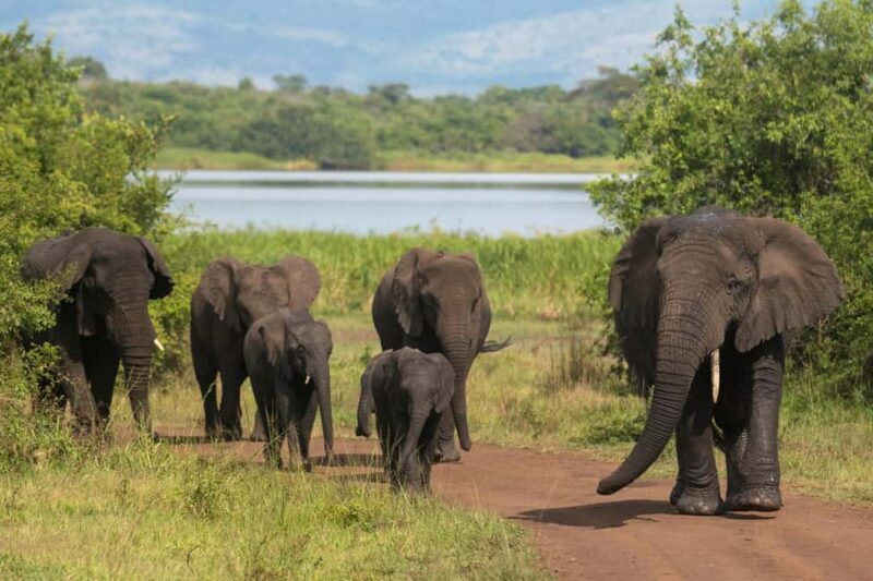 4-Day Luxury Wildlife Adventure in Rwanda - Introduction: The Highlights of a Short Rwanda Getaway  