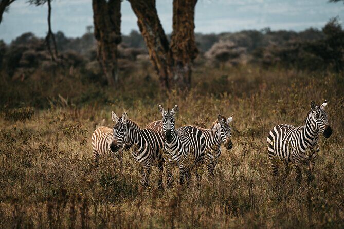 4-Day Maasai Mara and Lake Nakuru Safari from Nairobi - Exploring the Itinerary in Detail