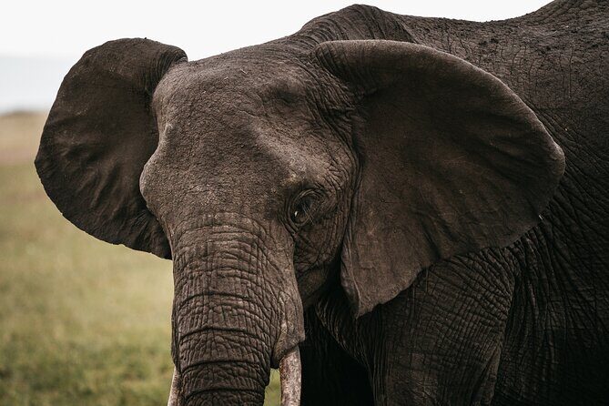 4-Day Maasai Mara and Lake Nakuru Safari from Nairobi - The Sum Up: Who Is This Safari Perfect For?