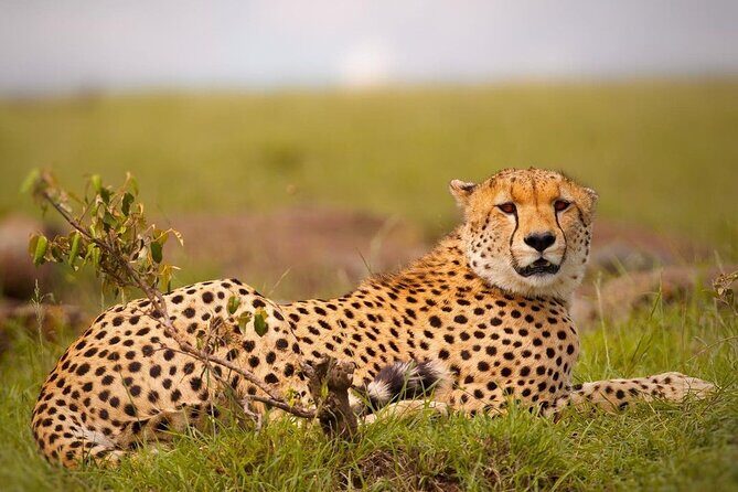 4-Day Majestic Group Tour in Safari - FAQ