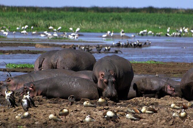 4-Day Manyara Serengeti and Ngorongoro Wonders Budget Safari Tour - Final Thoughts: Is This Tour for You?