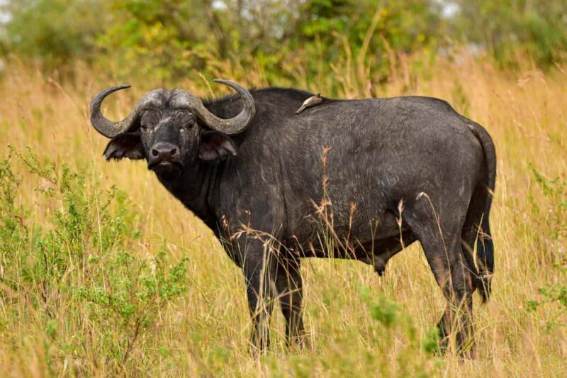 4-Day Masai Mara and Lake Nakuru Mid-Luxury Safari - Key Points