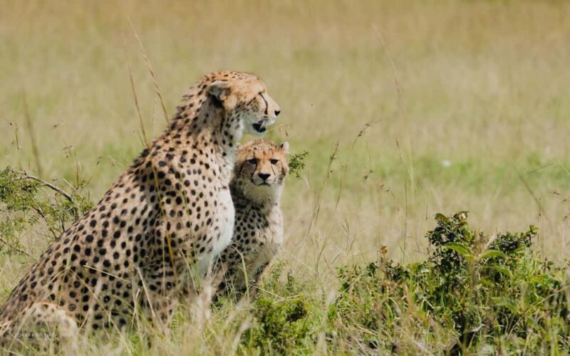 4-Day Masai Mara and Lake Nakuru Mid-Luxury Safari - Overview of the Safari Experience