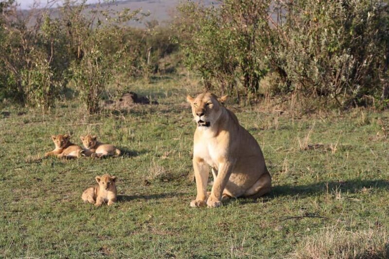 4-Day Masai Mara and Lake Nakuru Mid-Luxury Safari - Practical Considerations & Tips