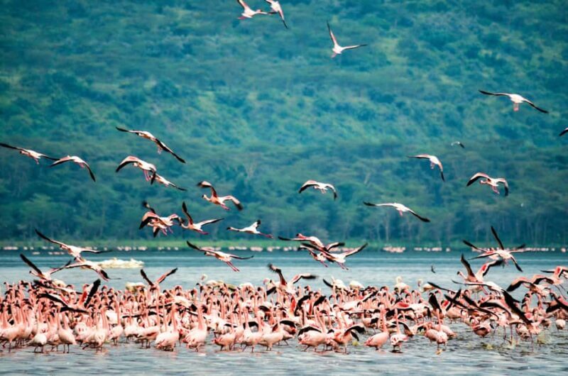 4-Day Masai Mara and Lake Nakuru Mid-Luxury Safari - Frequently Asked Questions