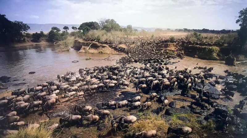 4-Day Masai Mara and Lake Nakuru safari from Nairobi - Introduction to the Safari Experience
