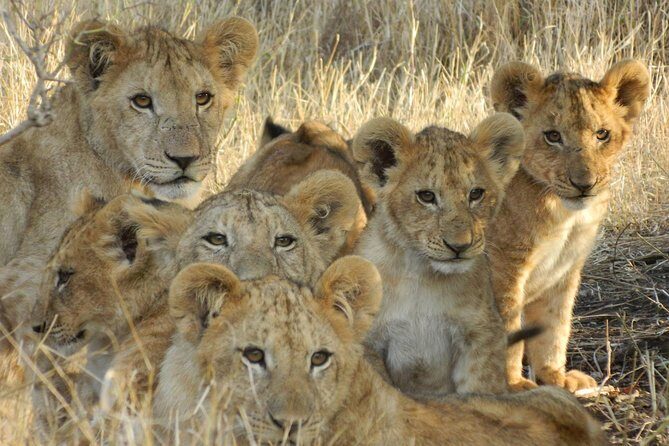 4-Day Masai Mara and Lake Nakuru safari from Nairobi. - An In-Depth Look at the Itinerary