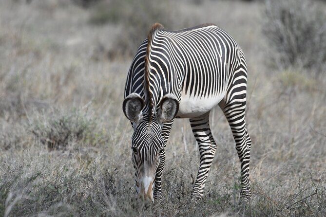 4-Day Masai Mara and Lake Nakuru safari from Nairobi. - The Sum Up