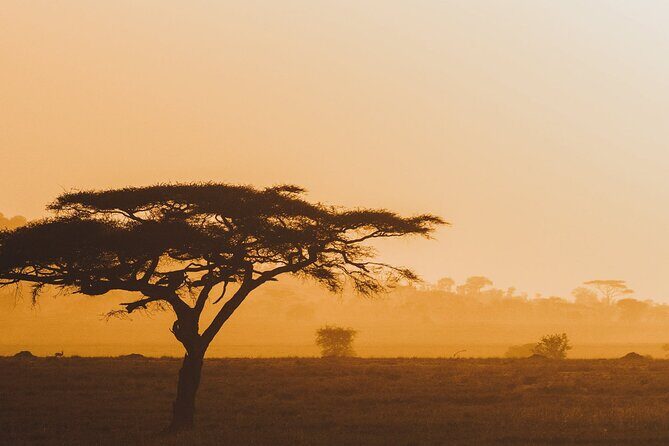 4-Day Masai Mara and Lake Nakuru Safari Tour from Nairobi - An In-Depth Look at the Tour