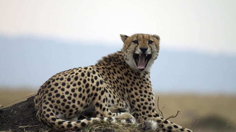 4-Day Masai Mara and Lake Nakuru Trip - Introduction