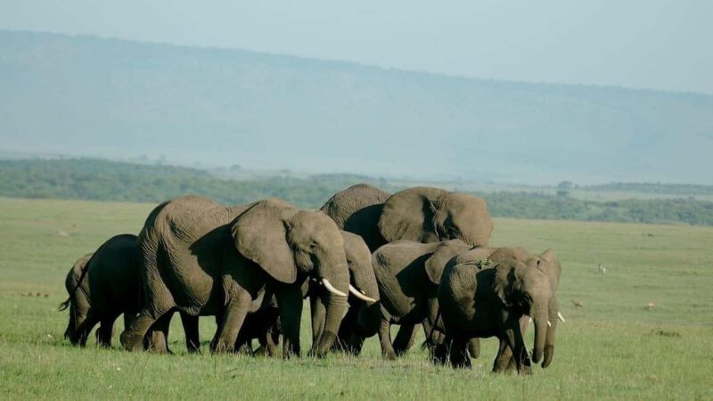 4-Day Masai Mara and Lake Nakuru Trip - Key Points