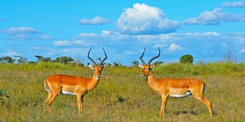 4-Day Masai Mara and Lake Nakuru Trip - Who This Tour Is Best For