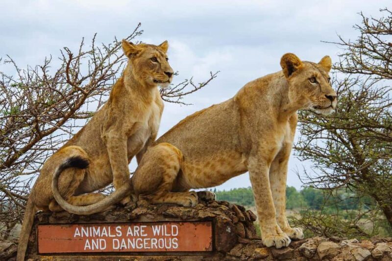 4-Day Masai Mara and Lake Nakuru Trip - Final Thoughts