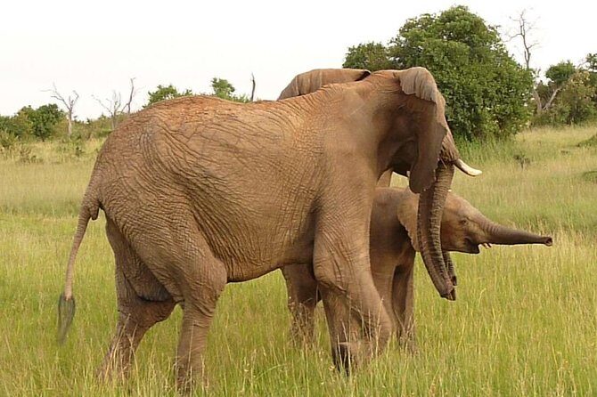 4-Day Masai Mara Big Five Safari - Frequently Asked Questions