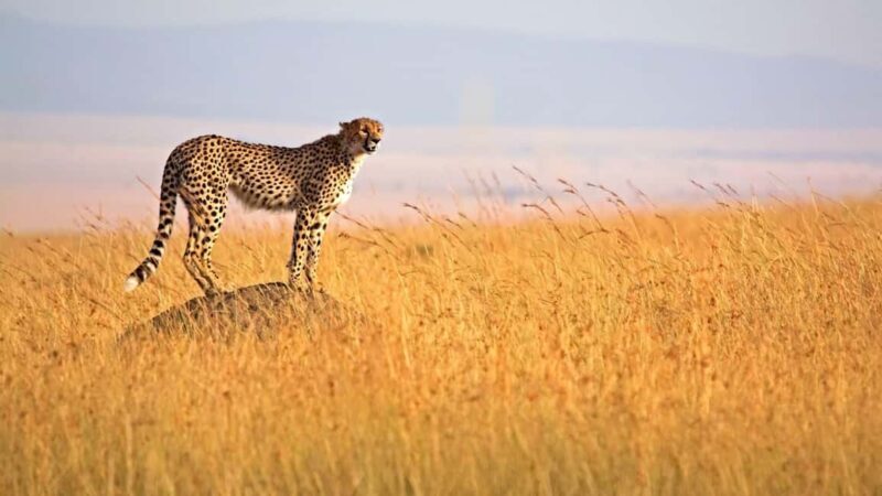 4-Day Masai Mara Lake Nakuru Budget - Key Points